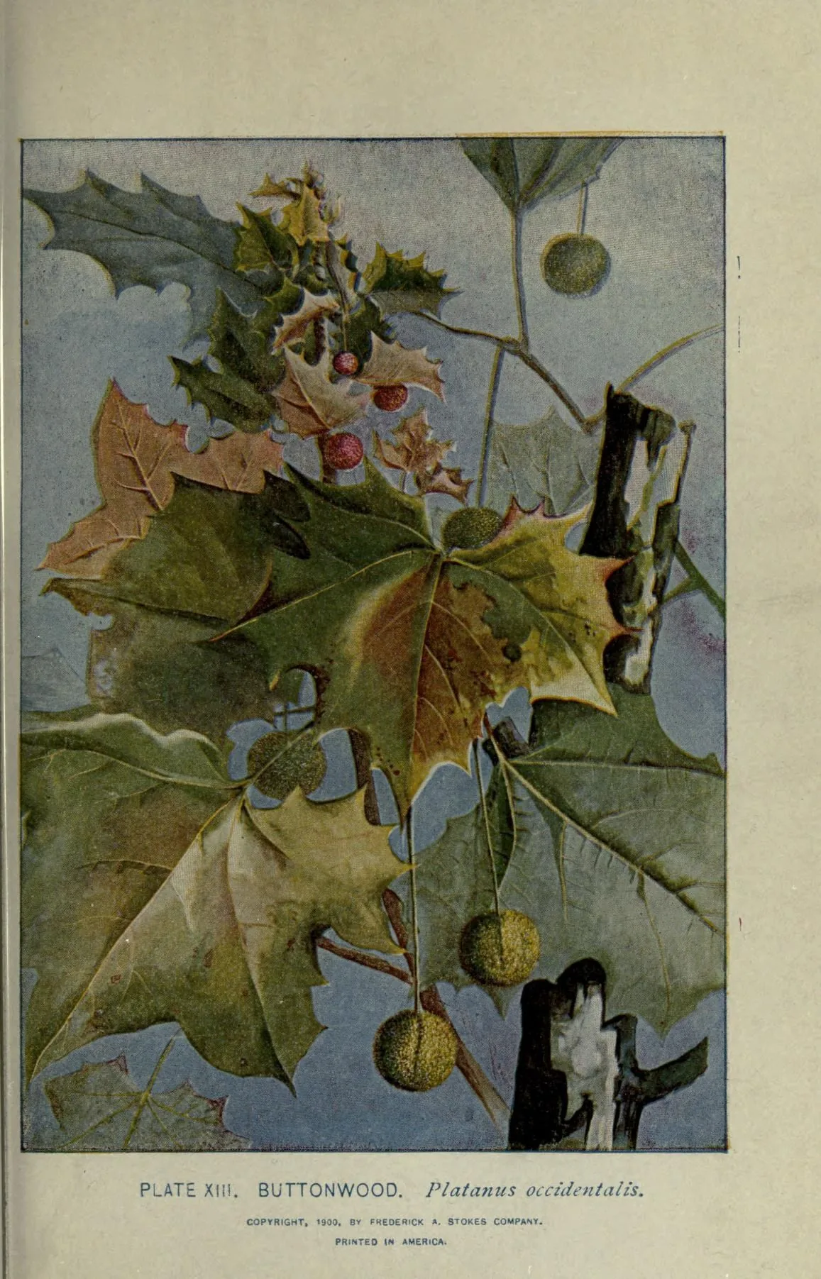Illustration: Lounsberry, Alice. · Public domain · via Wikimedia Commons sycamore (Platanus occidentalis), botanical illustration