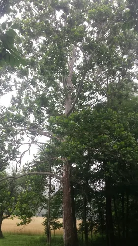Sycamore (Platanus occidentalis), photograph