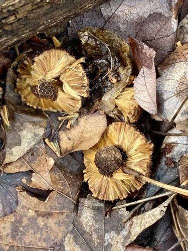 Sycamore (Platanus occidentalis), photograph