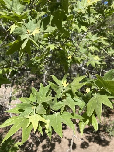 Arizona Sycamore (Platanus wrightii), photograph