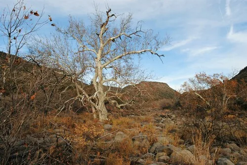 Arizona Sycamore (Platanus wrightii), photograph