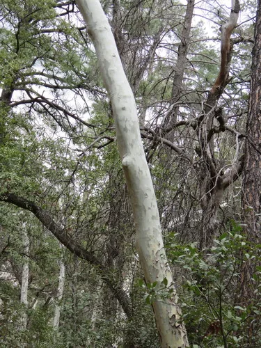 Arizona Sycamore (Platanus wrightii), photograph