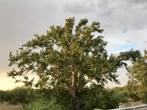 Photo: (c) CK2AZ, some rights reserved · CC BY · via iNaturalist Arizona sycamore (Platanus wrightii), photograph