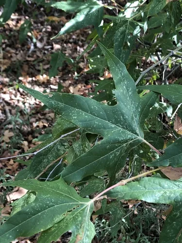 Arizona Sycamore (Platanus wrightii), photograph