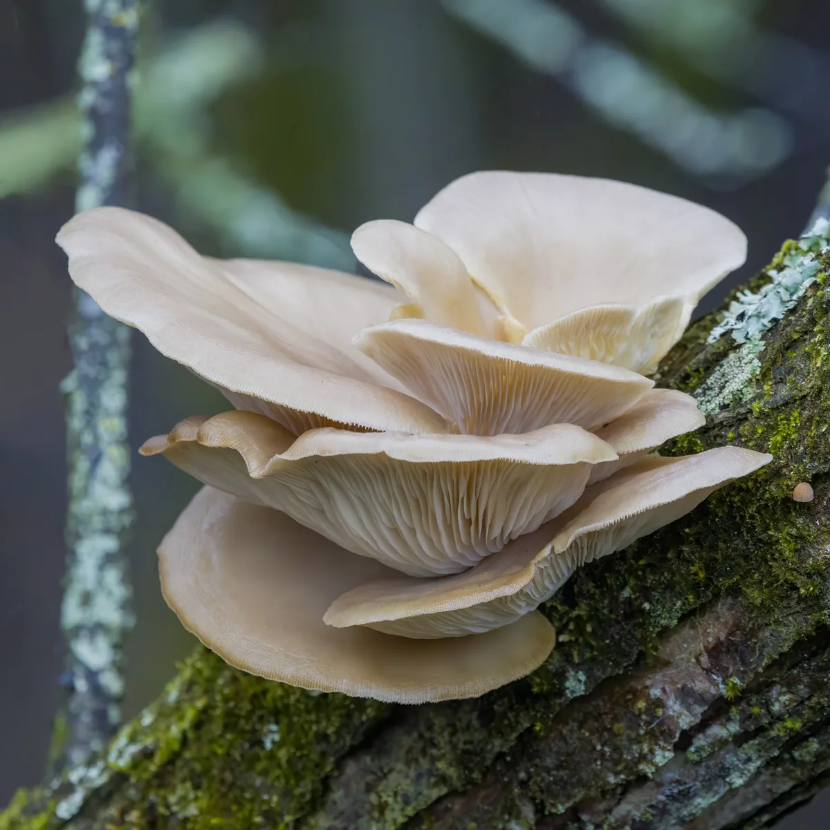 Photo: Dan Vickers, via iNaturalist · CC BY · via GBIF oyster mushroom (Pleurotus ostreatus), photograph