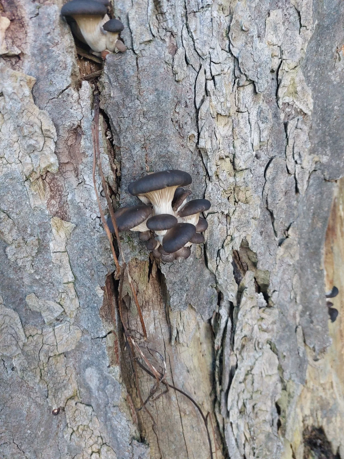 Oyster Mushroom (Pleurotus ostreatus), photograph
