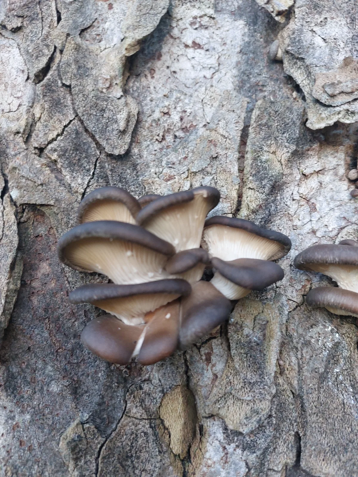 Oyster Mushroom (Pleurotus ostreatus), photograph
