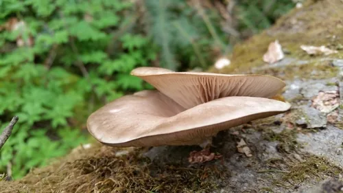 Oyster Mushroom (Pleurotus ostreatus), photograph
