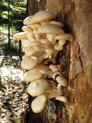Photo: (c) Katja Schulz, some rights reserved (CC BY) · cc-by · via iNaturalist Oyster Mushroom (Pleurotus ostreatus), photograph