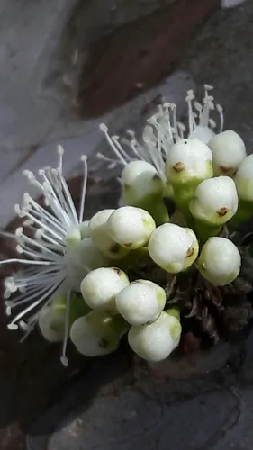 jaboticaba (Plinia cauliflora), photograph