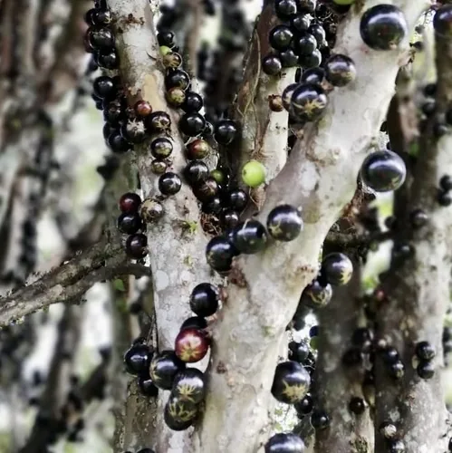 Photo: no rights reserved · CC0 · via iNaturalist jaboticaba (Plinia cauliflora), photograph