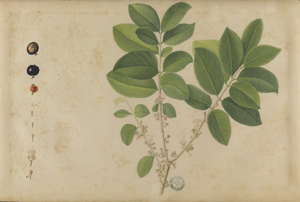 jaboticaba (Plinia cauliflora), botanical illustration