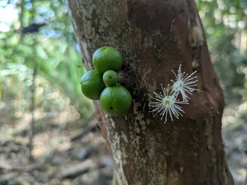 jaboticaba (Plinia cauliflora), photograph
