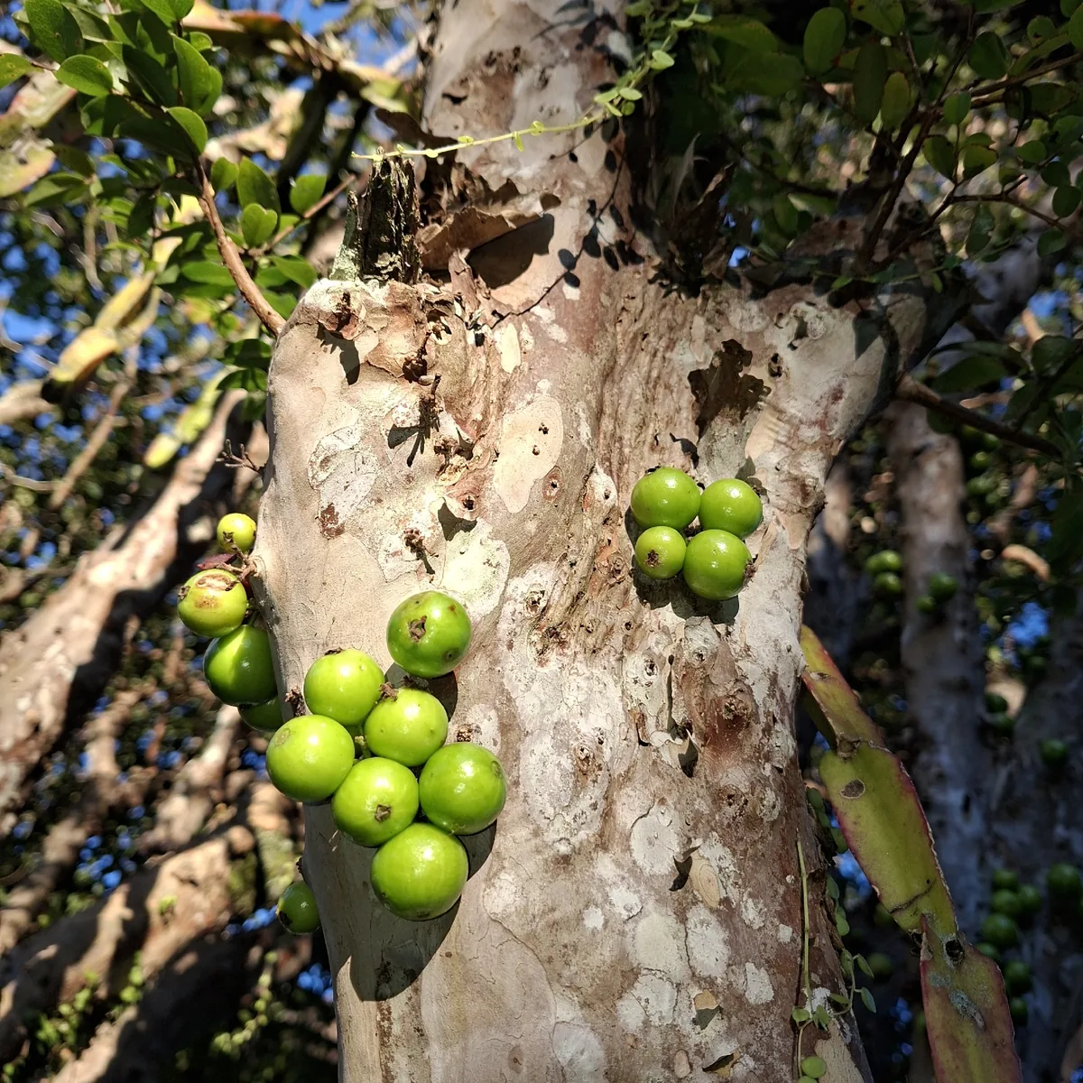 jaboticaba (Plinia cauliflora), photograph