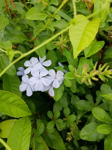 plumbago (Plumbago auriculata), photograph