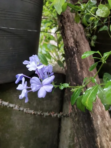 plumbago (Plumbago auriculata), photograph