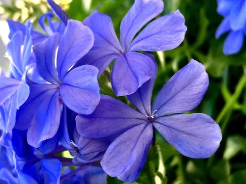 Photo: (c) AnnLazaro, some rights reserved · CC BY-SA · via iNaturalist plumbago (Plumbago auriculata), photograph