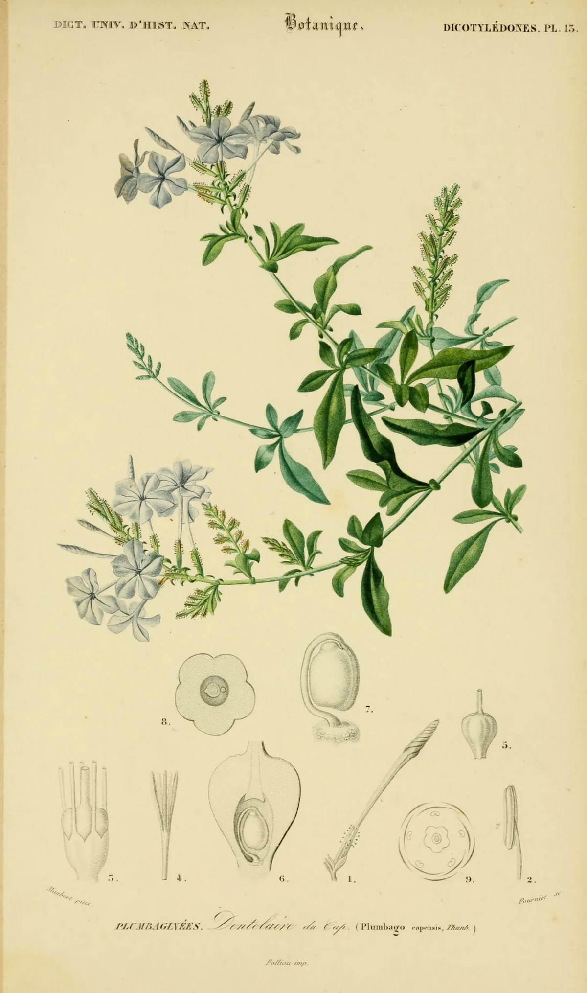 plumbago (Plumbago auriculata), botanical illustration