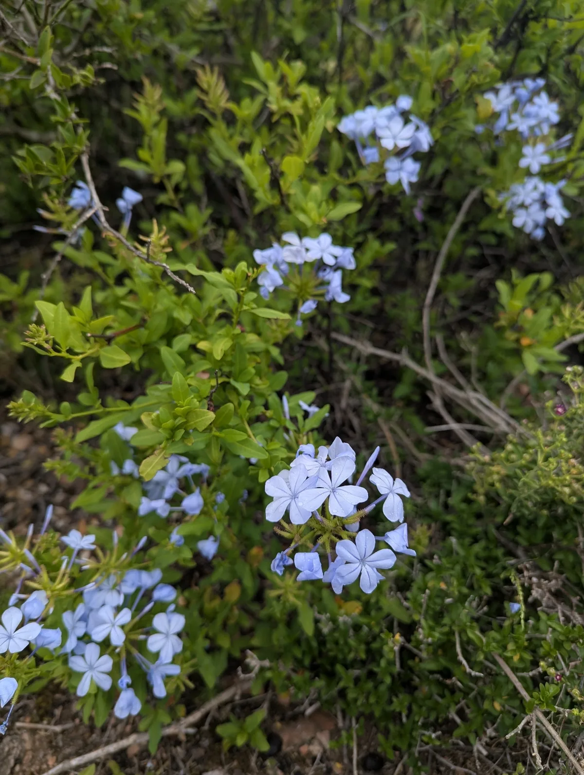 plumbago (Plumbago auriculata), photograph