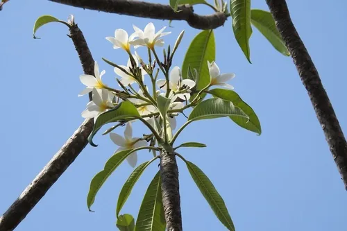plumeria (Plumeria rubra), photograph