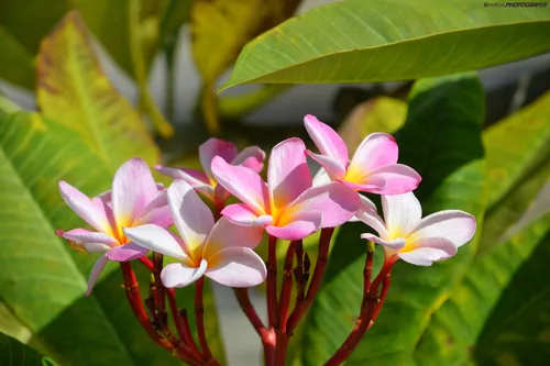 Photo: (c) MarvalPhotography19, some rights reserved (CC BY) · cc-by · via iNaturalist Plumeria, photograph