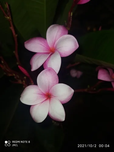 plumeria (Plumeria rubra), photograph