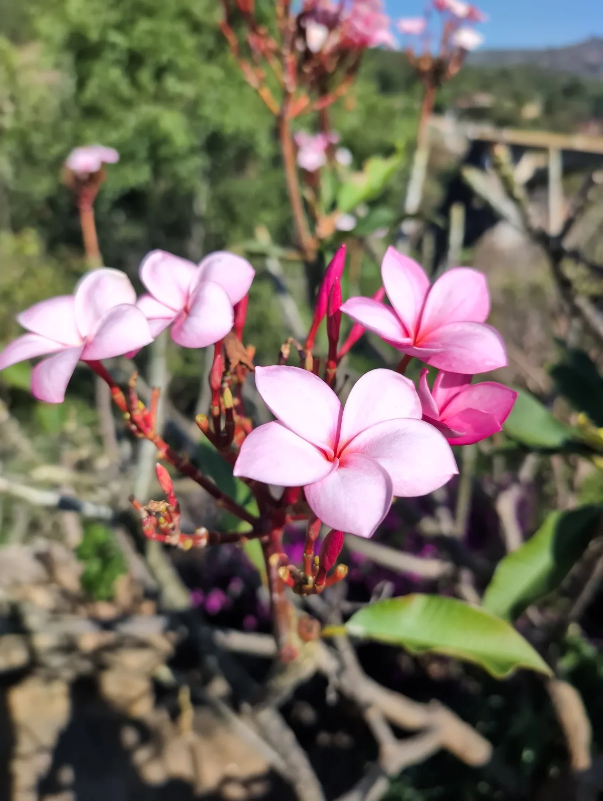 plumeria (Plumeria rubra), photograph