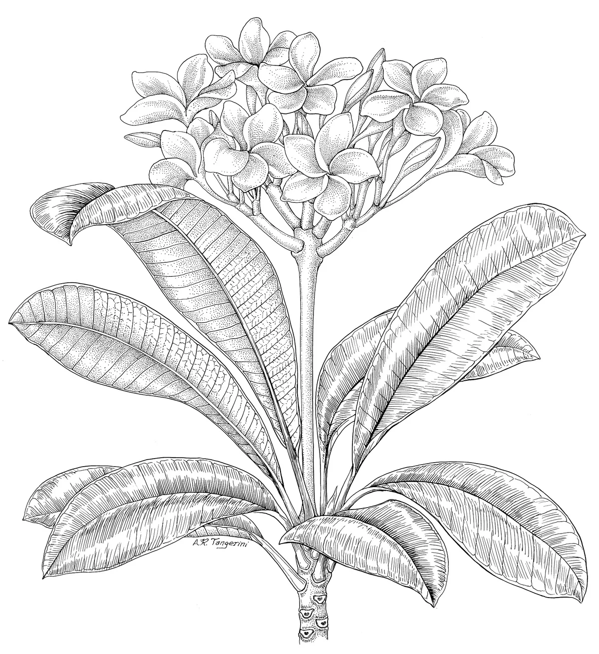 plumeria (Plumeria rubra), photograph