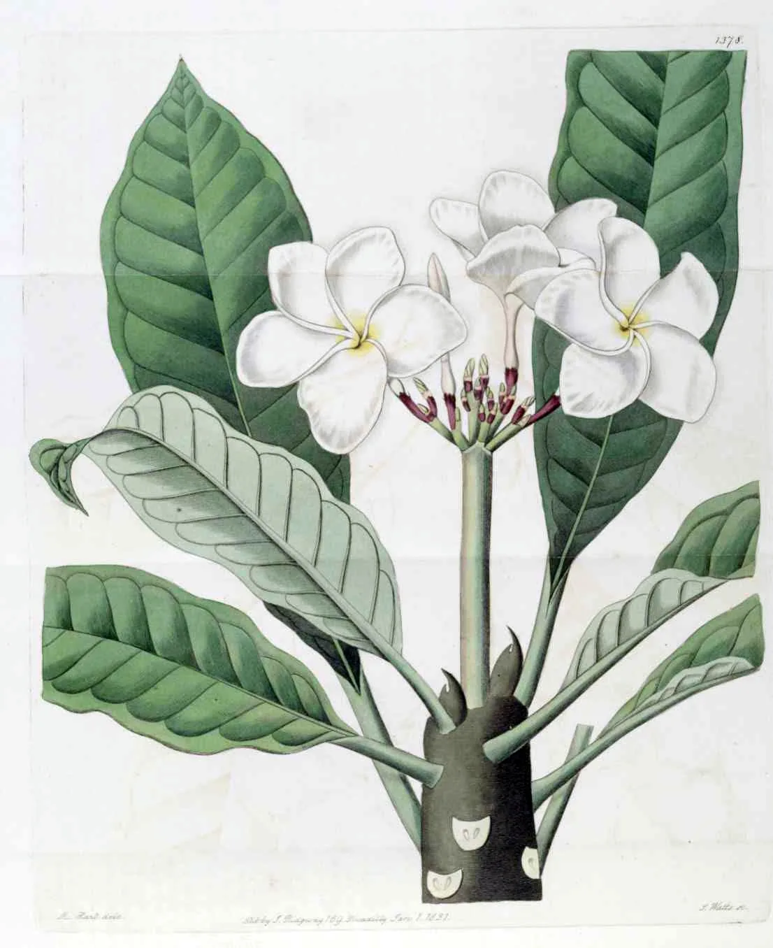 plumeria (Plumeria rubra), botanical illustration