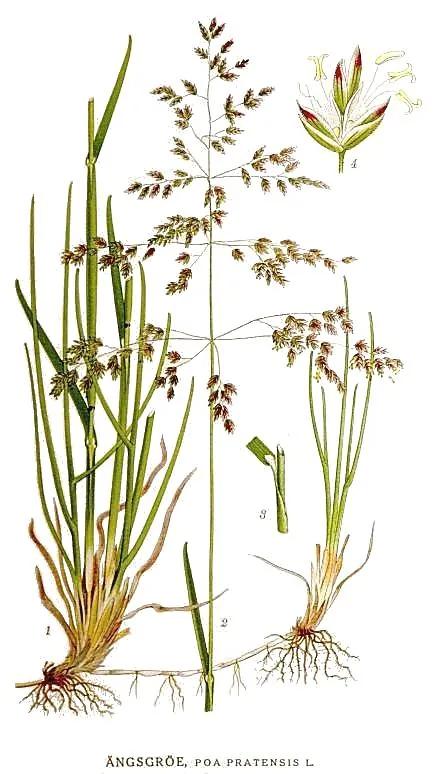 Kentucky Bluegrass, botanical illustration