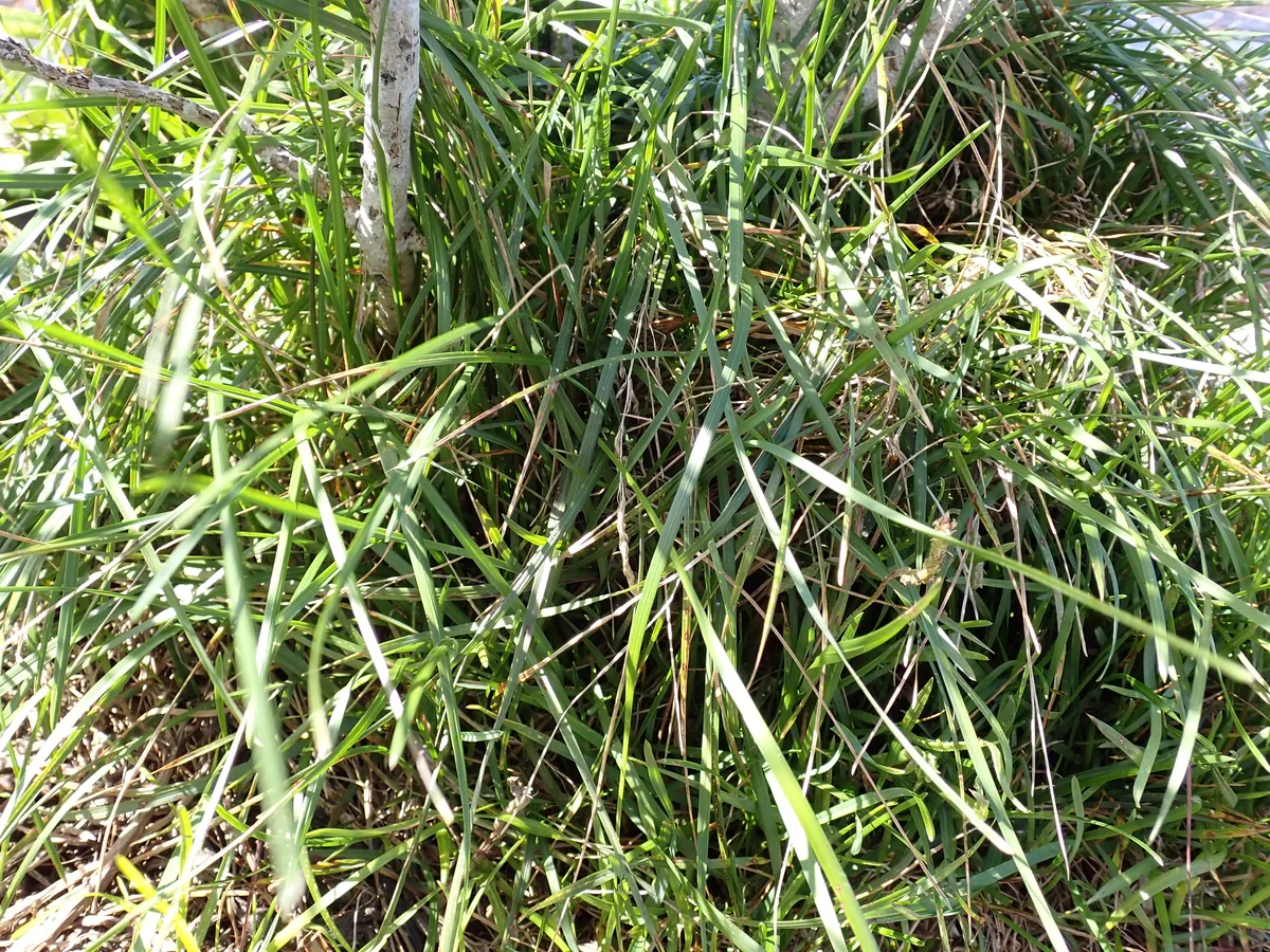 Kentucky bluegrass (Poa pratensis), photograph