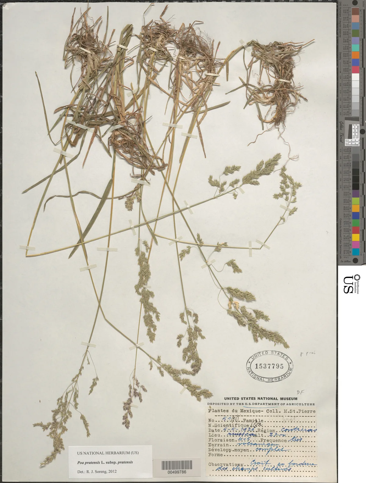 Kentucky bluegrass (Poa pratensis), photograph