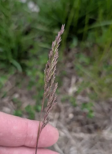 Kentucky bluegrass (Poa pratensis), photograph