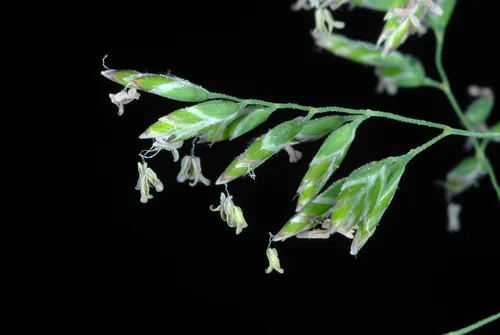 Photo: (c) Douglas Goldman, some rights reserved (CC BY-SA) · cc-by-sa · via iNaturalist Kentucky bluegrass (Poa pratensis), photograph