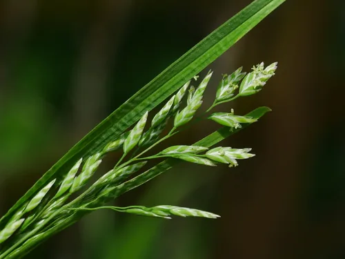 Kentucky bluegrass (Poa pratensis), photograph