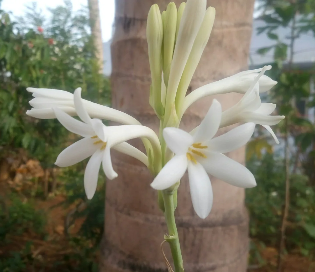 Photo: Subhashini Natarajan, via Wikimedia Commons · CC BY-SA 4.0 · via Wikimedia Commons tuberose (polianthes) (Polianthes tuberosa), photograph