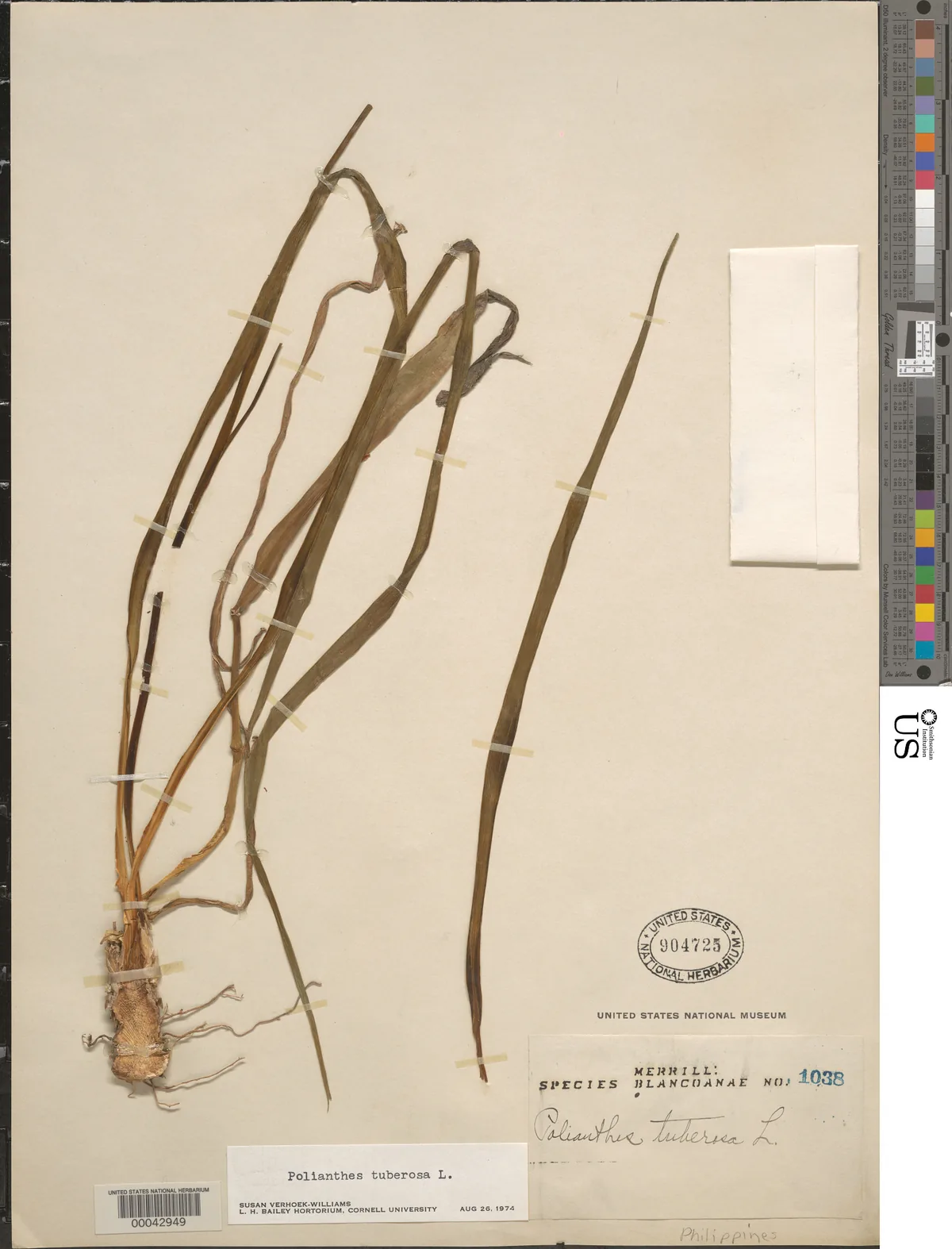 tuberose (polianthes) (Polianthes tuberosa), photograph
