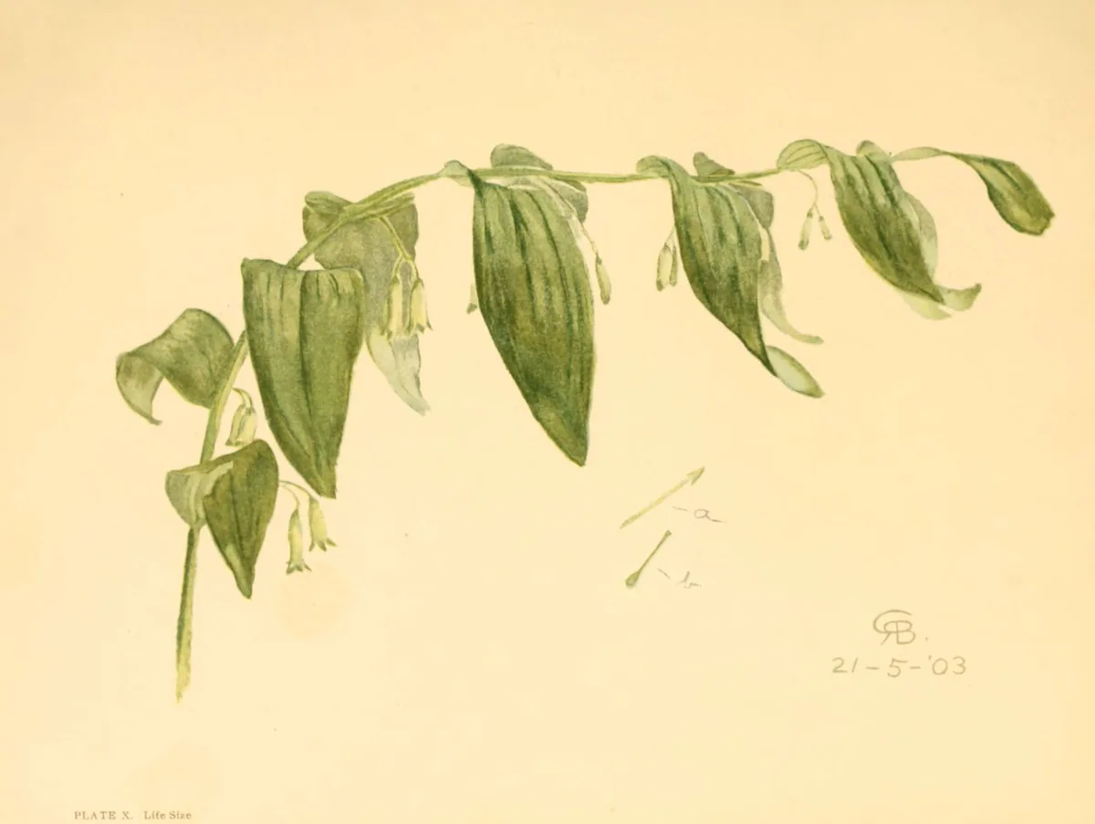 Solomons Seal (Polygonatum biflorum), botanical illustration