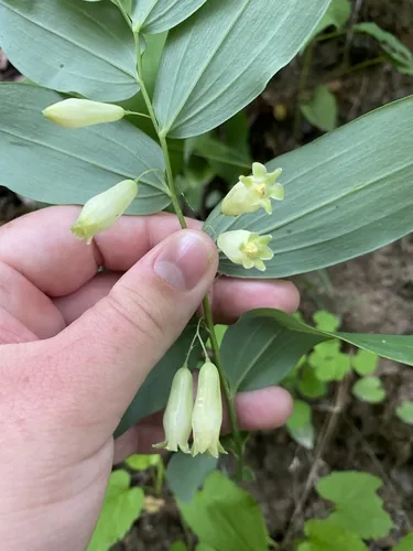 Photo: (c) Bonnie Semmling, some rights reserved (CC BY) · cc-by · via iNaturalist Solomons Seal (Polygonatum biflorum), photograph