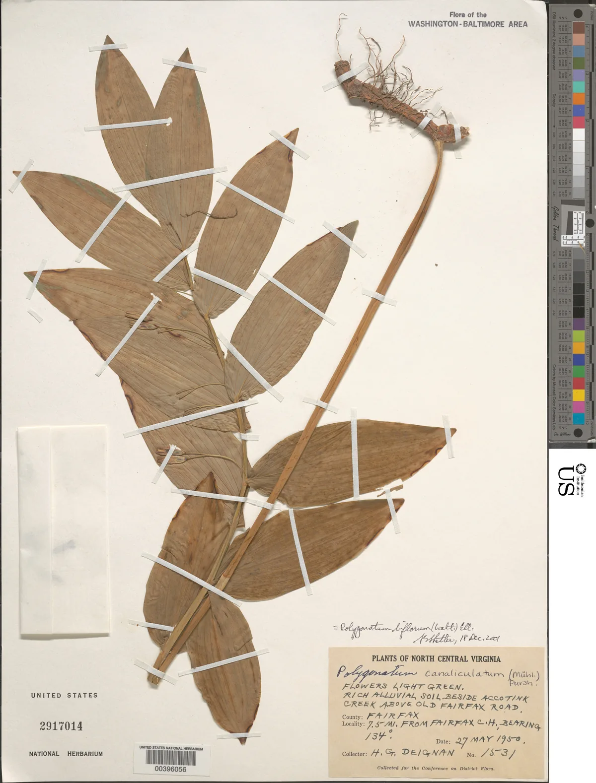 Solomons Seal (Polygonatum biflorum), photograph