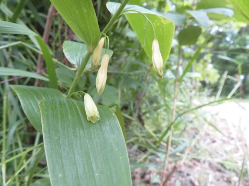 Photo: no rights reserved · CC0 · via iNaturalist Solomon's seal (Polygonatum biflorum), photograph