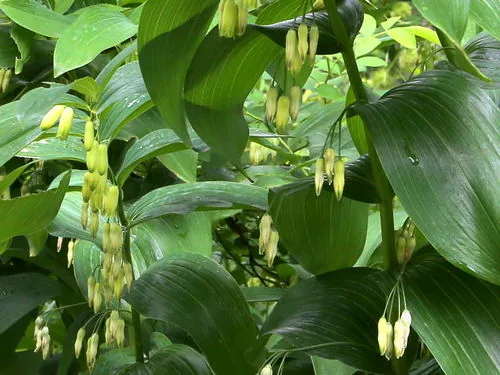 Solomons Seal (Polygonatum biflorum), photograph