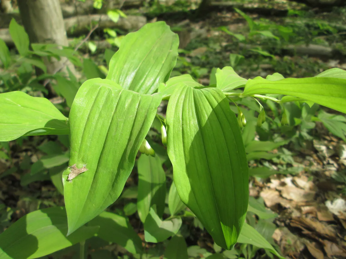 Photo: AnRo0002 · CC0 · via Wikimedia Commons Solomon Seal (Polygonatum multiflorum), photograph