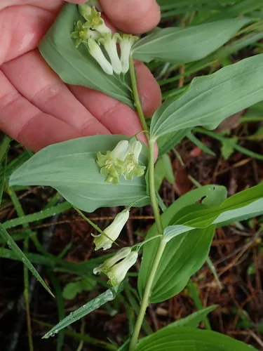 Solomon Seal (Polygonatum multiflorum), photograph