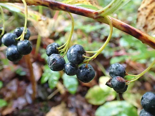 Solomon Seal (Polygonatum multiflorum), photograph