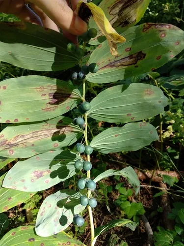 Solomon Seal (Polygonatum multiflorum), photograph