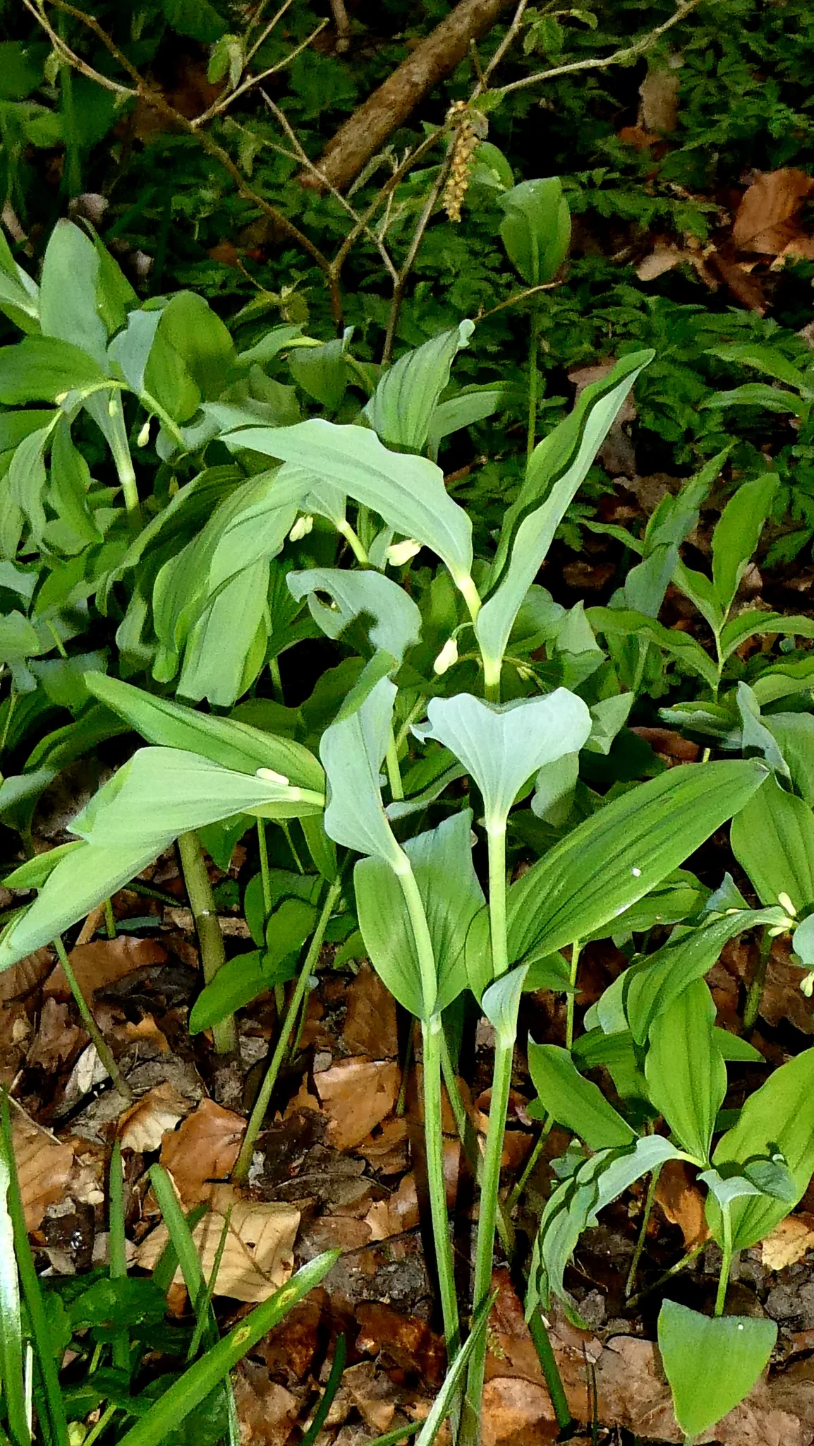 Solomon Seal (Polygonatum multiflorum), photograph