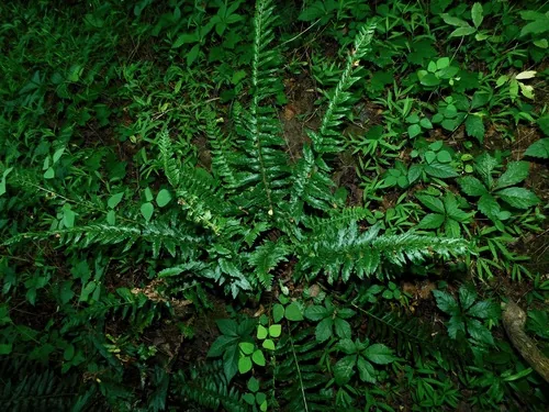 Christmas Fern (Polystichum acrostichoides), photograph