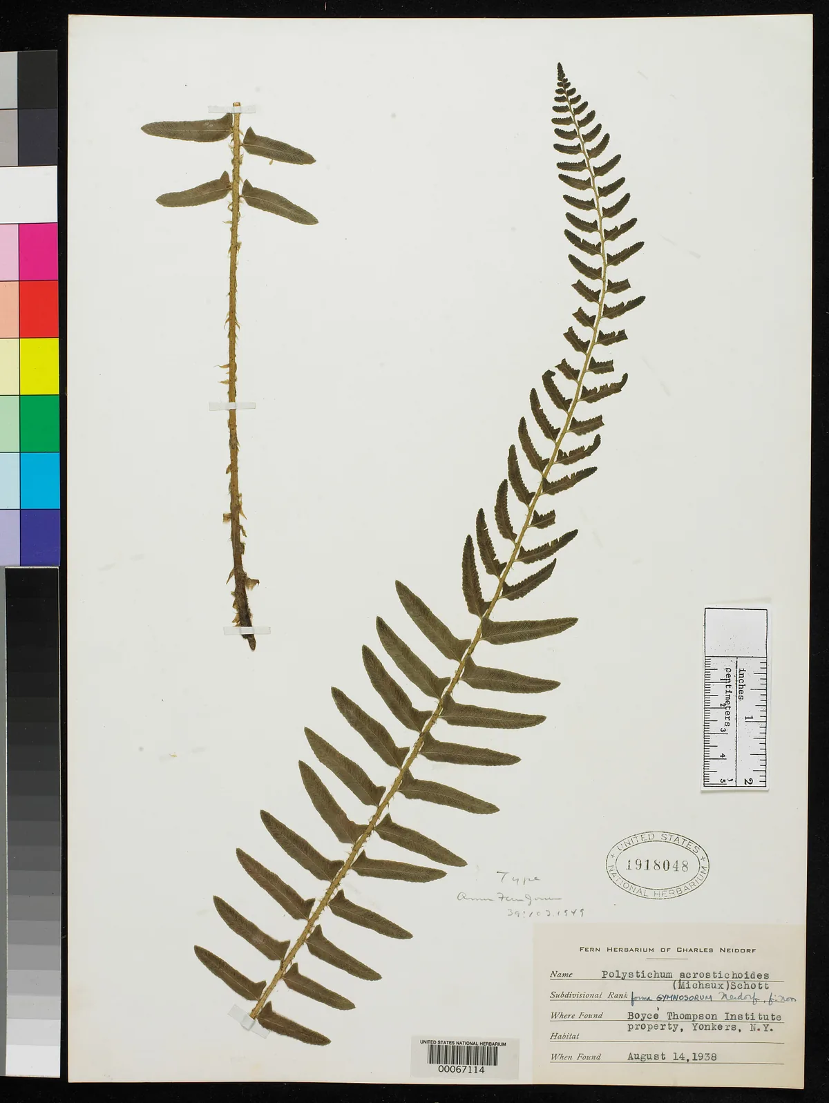 Christmas Fern (Polystichum acrostichoides), photograph