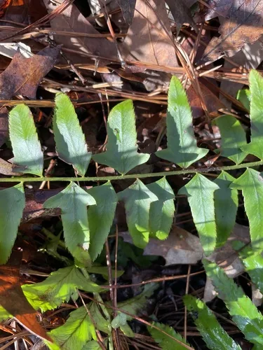 Christmas Fern (Polystichum acrostichoides), photograph
